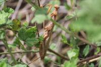 Mantis religiosa