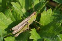 Chorthippus albomarginatus