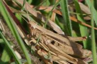 Chorthippus albomarginatus