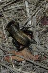 Gryllus campestris