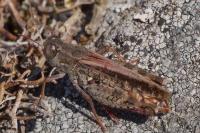 Calliptamus barbarus