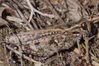 Calliptamus barbarus