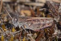 Calliptamus barbarus