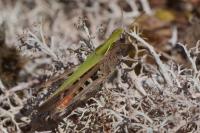 Omocestus rufipes