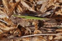 Omocestus rufipes