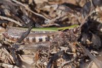 Omocestus rufipes