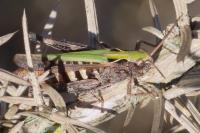 Omocestus rufipes