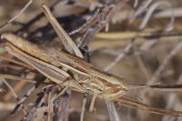 Euchorthippus declivus