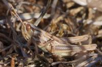 Euchorthippus declivus
