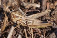 Euchorthippus declivus