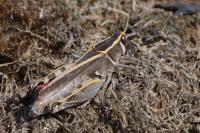 Calliptamus barbarus