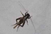 Eumodicogryllus bordigalensis
