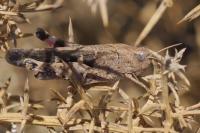 Aiolopus strepens