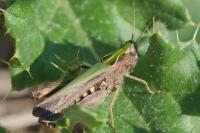 Omocestus rufipes