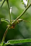 Stethophyma grossum
