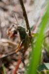 Euchorthippus declivus