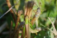 Mecostethus parapleurus