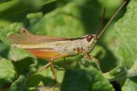 Mecostethus parapleurus