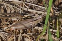Mecostethus parapleurus