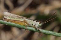 Mecostethus parapleurus
