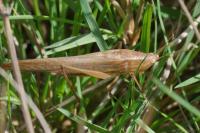 Ruspolia nitidula