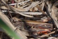 Omocestus rufipes