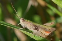 Chorthippus dorsatus