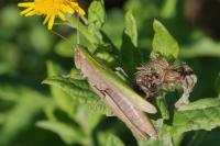 Chorthippus dorsatus