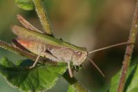 Chorthippus dorsatus
