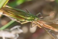 Chorthippus dorsatus