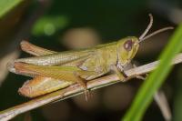 Chorthippus dorsatus