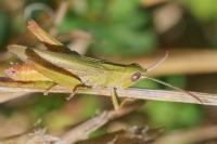 Chorthippus dorsatus