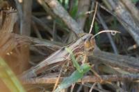 Pseudochorthippus parallelus