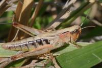 Pseudochorthippus parallelus