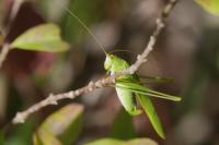 Phaneroptera falcata