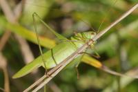 Phaneroptera falcata