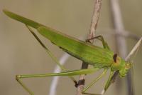 Phaneroptera falcata