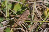 Platycleis albopunctata