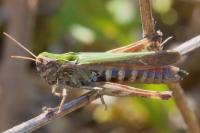 Omocestus rufipes