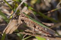 Omocestus rufipes