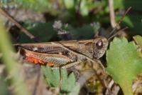 Omocestus rufipes