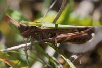 Omocestus rufipes