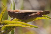 Aiolopus strepens