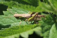 Chorthippus dorsatus