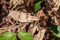 Oedipoda caerulescens