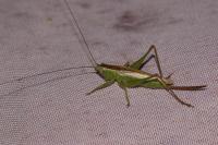 Conocephalus fuscus