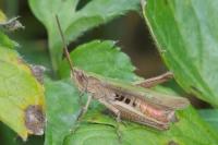 Chorthippus dorsatus