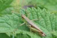 Chorthippus dorsatus