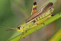 Stethophyma grossum