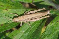 Chorthippus albomarginatus